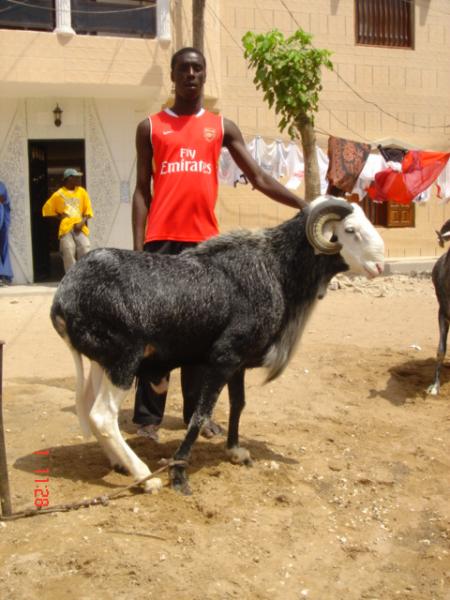 tapha sylla